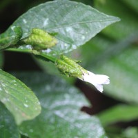 <i>Strobilanthes thwaitesii</i>  T.Anderson